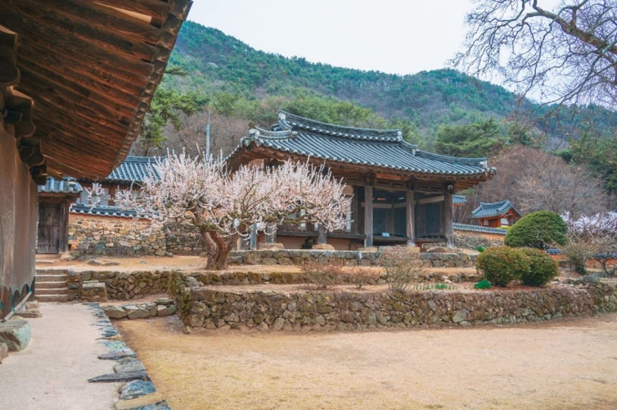 금시당 한옥과 매화가 있는 봄 마당